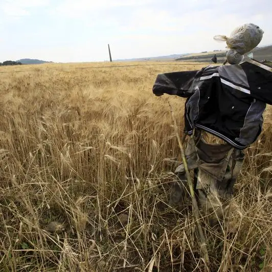 Algeria bought at least 600,000 tonnes milling wheat in tender, traders say