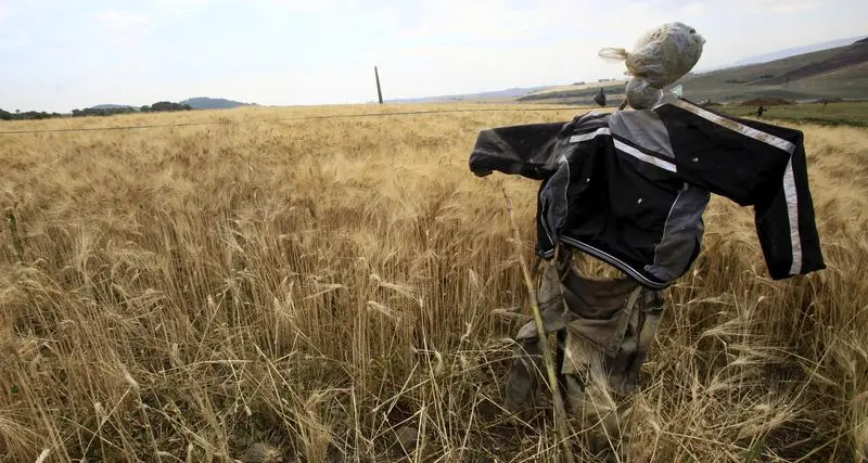 Algeria bought at least 600,000 tonnes milling wheat in tender, traders say