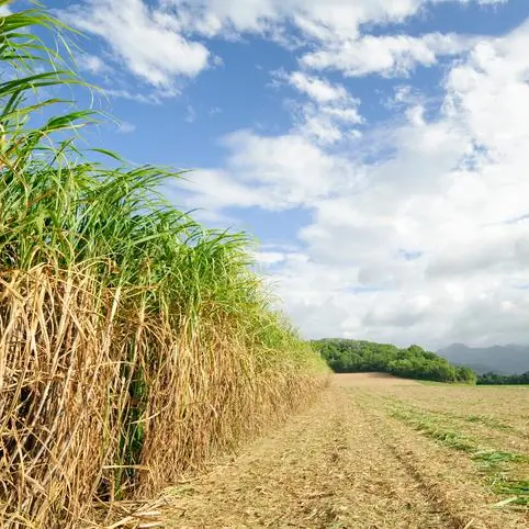 DMCC to boost sugar trade through Dubai