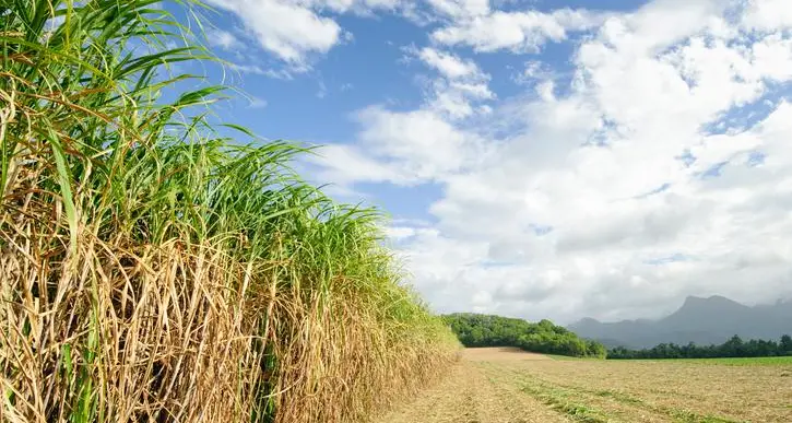 DMCC to boost sugar trade through Dubai