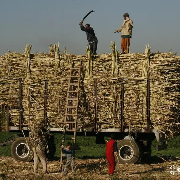 Egypt receives offers in tender for raw and white sugar – traders