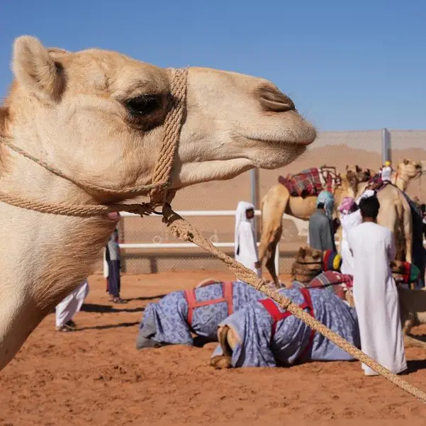 Saudi Arabia celebrates its rich camel heritage and archaeological sites in Al-Jouf region