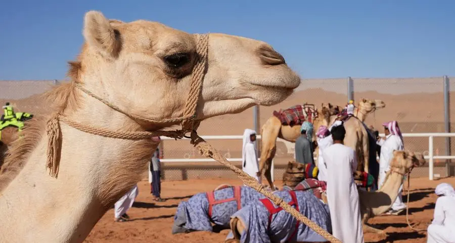 Saudi Arabia celebrates its rich camel heritage and archaeological sites in Al-Jouf region