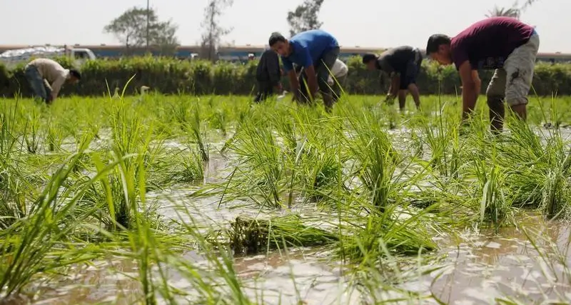 Egypt's GASC seeks white rice in international tender