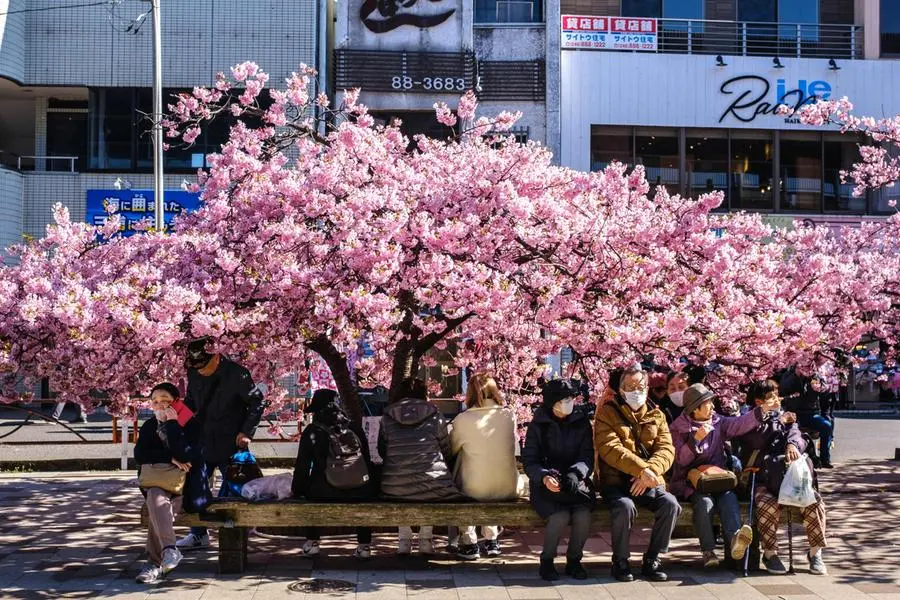 Record early start again for Tokyo's cherry blossoms