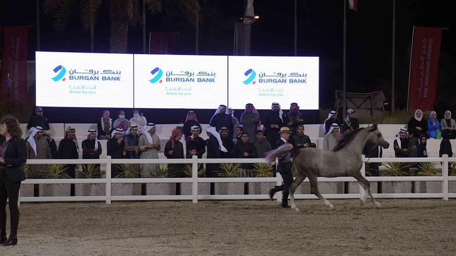Burgan Bank Sponsors the Kuwait International Arabian Horse Championship 2022