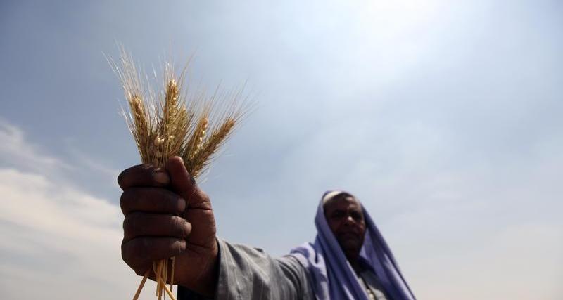 واردات مصر من القمح الروسي ترتفع في مارس رغم الحرب