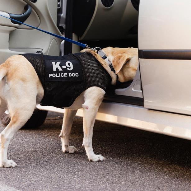 Uncovering dead bodies, detecting arson: How Dubai's K9 police dogs are selected, trained