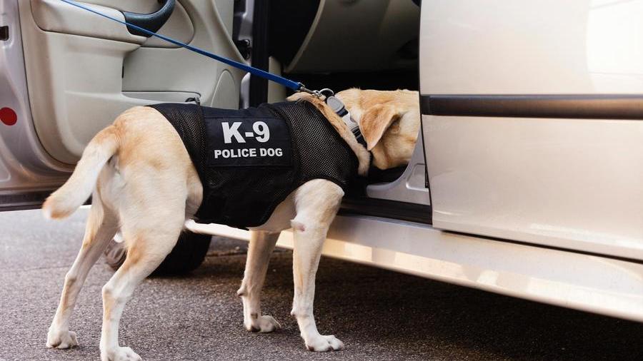 Uncovering dead bodies, detecting arson: How Dubai's K9 police dogs are selected, trained
