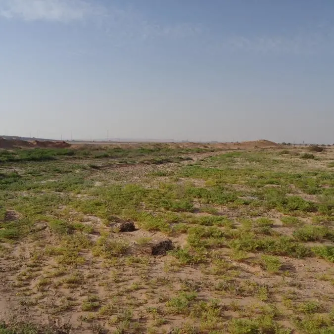 هيئة البيئة - أبوظبي تصدر اللائحة التنفيذية لقانون تنظيم الرعي في إمارة أبوظبي للحفاظ على النباتات البرية
