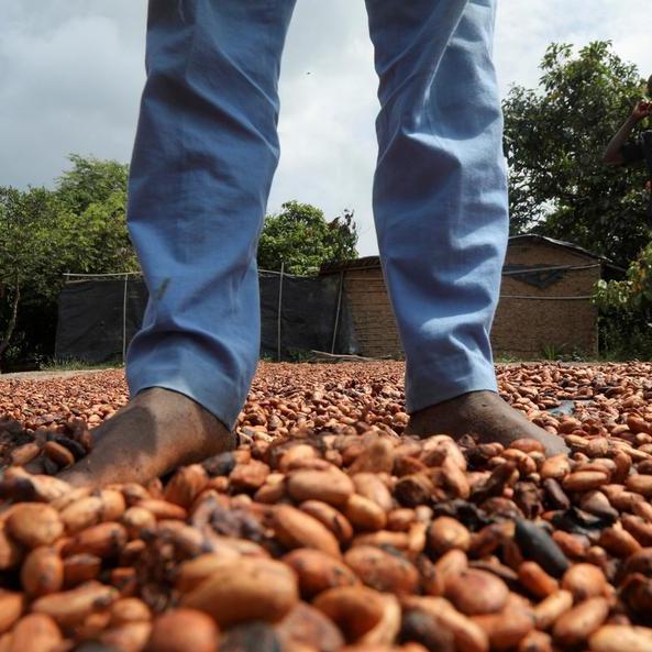 Ghanaian, Ivorian cocoa yield in doubt as farmers shun costly fertilisers