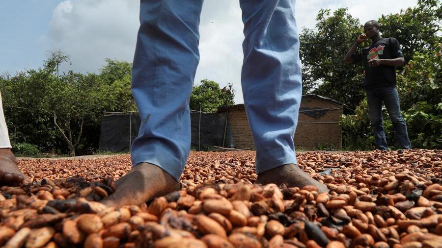 Ghanaian, Ivorian cocoa yield in doubt as farmers shun costly fertilisers