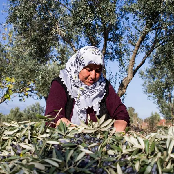 24th Olive Festival to highlight Jordan’s agricultural heritage