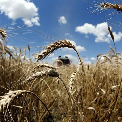 Jordan Silos company tenders to buy 25,000 tonnes wheat - trade