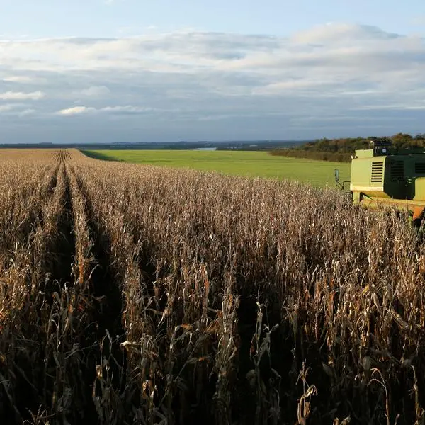 Will USDA data dump spoil the bullish party for corn? - Braun