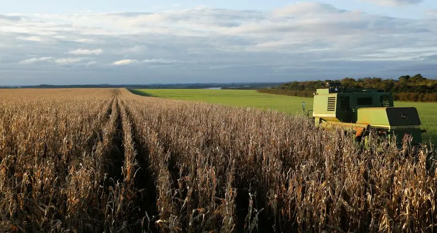 Will USDA data dump spoil the bullish party for corn? - Braun