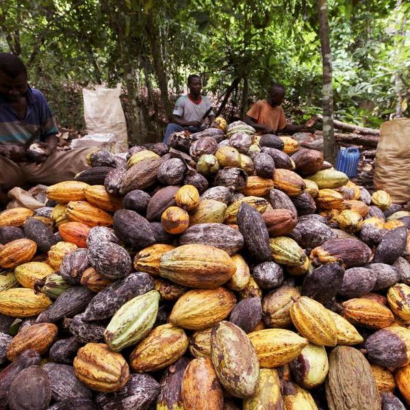 Heavy rain boosts Ivory Coast cocoa mid-crop, but raises fears of mould