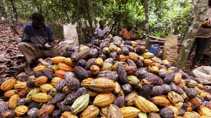 Heavy rain boosts Ivory Coast cocoa mid-crop, but raises fears of mould