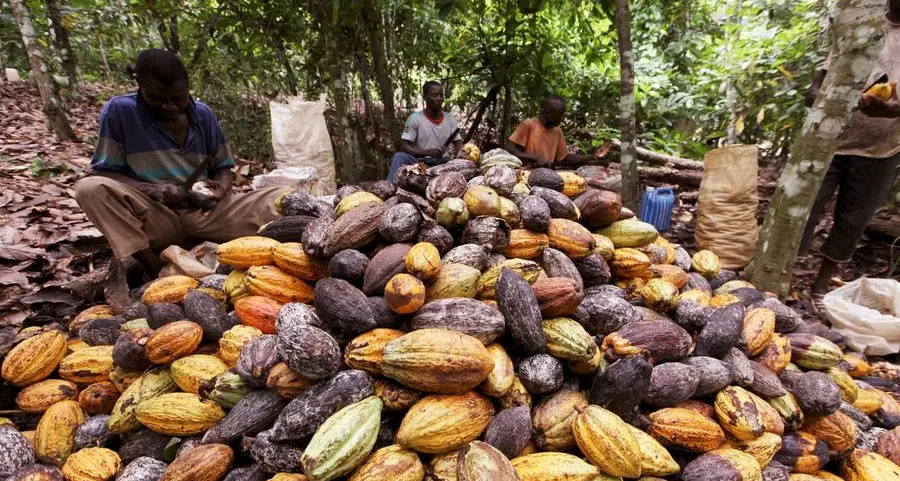 Downpours boost Ivory Coast cocoa mid-crop, farmers say