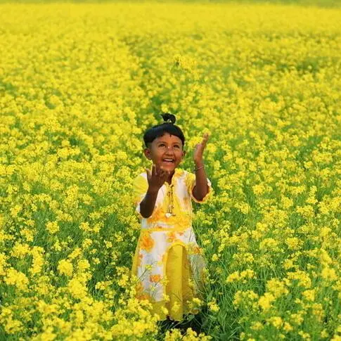 Indian scientists say new GM mustard seeds safe for commercial cultivation