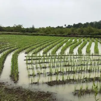 US $28.3mln project to cut rice imports in Guinea gets underway