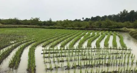 US $28.3mln project to cut rice imports in Guinea gets underway