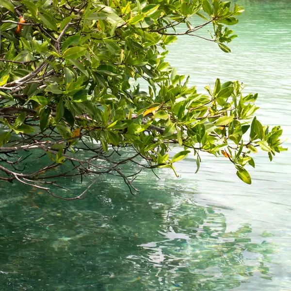 ADNOC uses innovative drone technology to plant mangroves