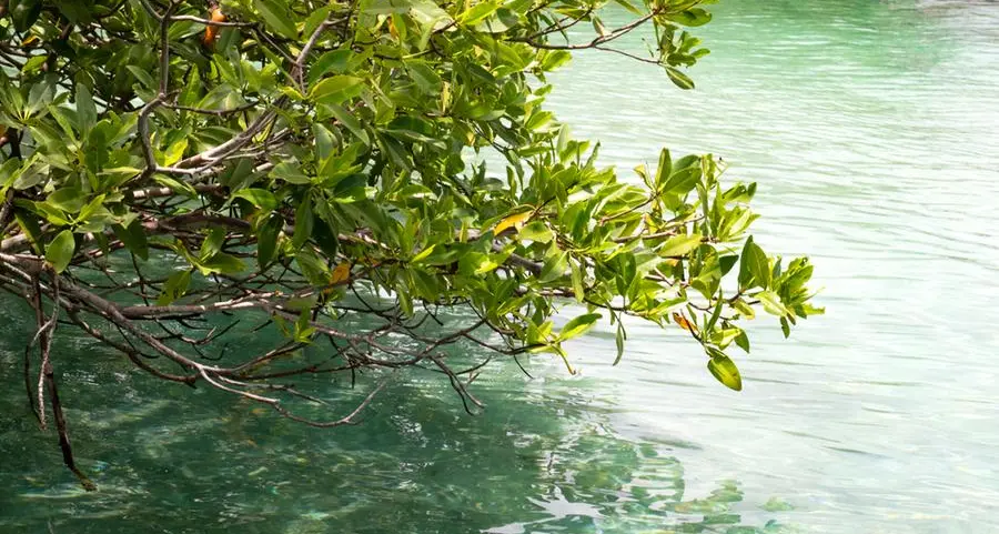 ADNOC uses innovative drone technology to plant mangroves