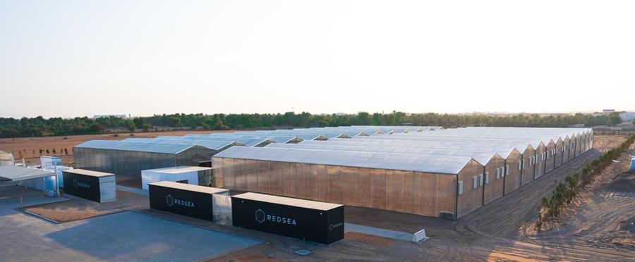 RedSea commissions award-winning desert greenhouse facility in Abu Dhabi