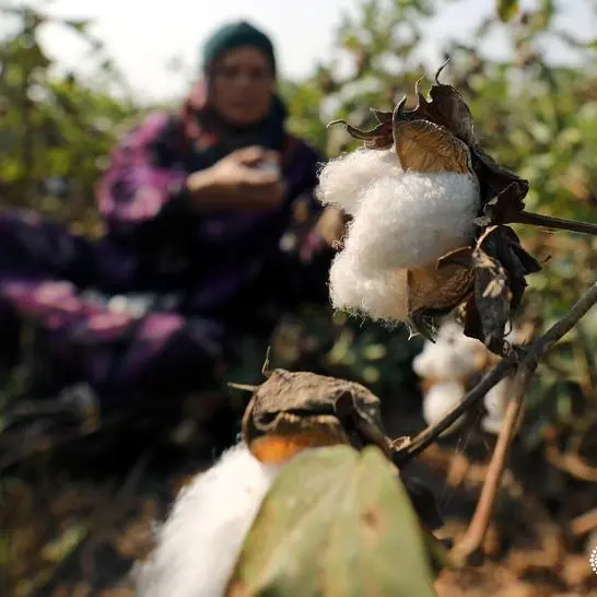 Egypt's Arabia Cotton’s consolidated profits up 16% YoY in H1 FY2022/23