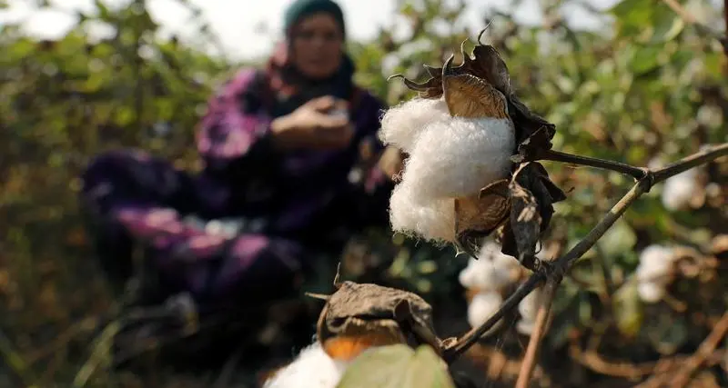 Egypt's Arabia Cotton’s consolidated profits up 16% YoY in H1 FY2022/23