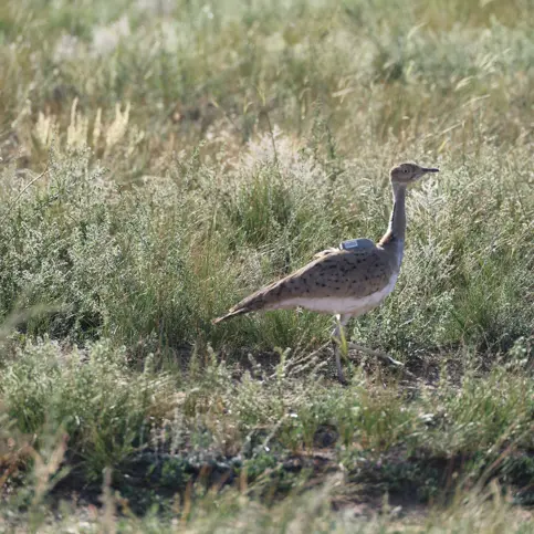 Abu Dhabi’s International Fund for Houbara Conservation release asian houbara bustards in Russia