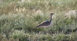 Abu Dhabi’s International Fund for Houbara Conservation release asian houbara bustards in Russia