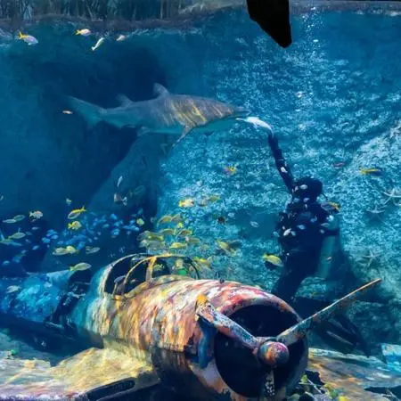 Underwater iftar in Abu Dhabi features 'extremely rare' sea cows