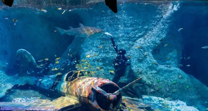 Underwater iftar in Abu Dhabi features 'extremely rare' sea cows