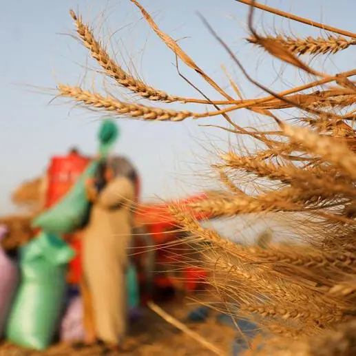 مصر ترفع سعر شراء القمح من المزارعين المحليين