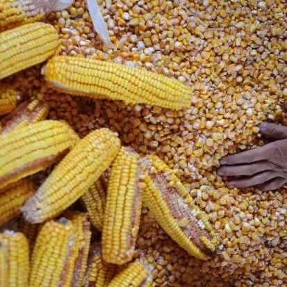 Egypt releases corn, soy fodder worth $60mln from ports in week