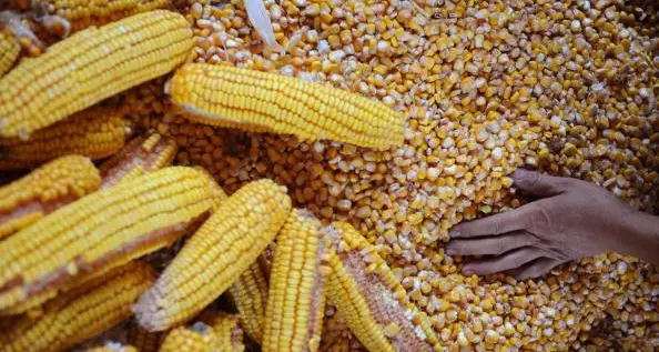 Egypt releases corn, soy fodder worth $60mln from ports in week