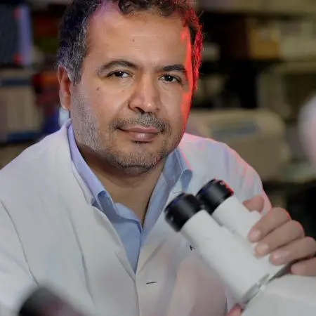 WCM-Q researchers investigate key protein that helps explain how obesity leads to type-2 diabetes