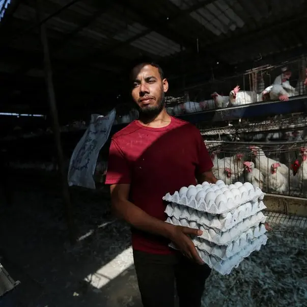 Gaza's chicken farmers rejoice in recycled egg trays