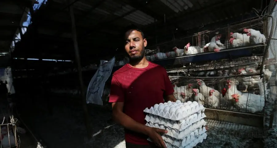 Gaza's chicken farmers rejoice in recycled egg trays