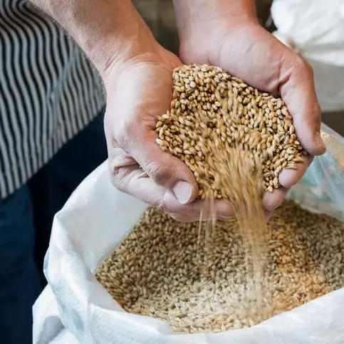 Saudi Arabia says private sector to be allowed to import barley