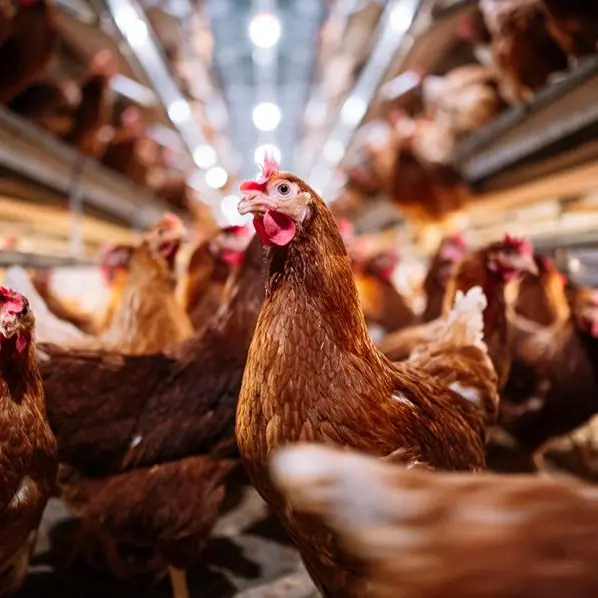 SAIC, subsidiary buys $19.2mln stake in Baladi Poultry