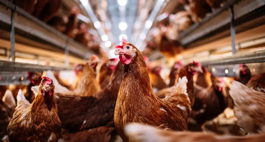 SAIC, subsidiary buys $19.2mln stake in Baladi Poultry