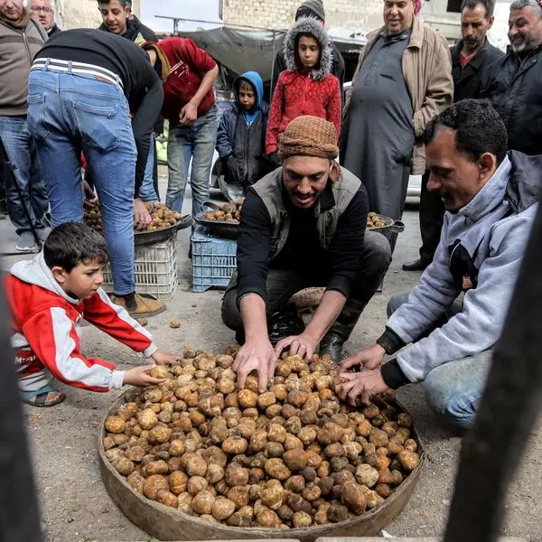 'Treat dipped in blood': Syrians risk their lives for truffles