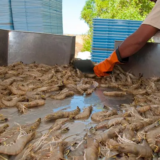 Algae the key as KAUST seaweed biotech aims to boost Saudis fisheries