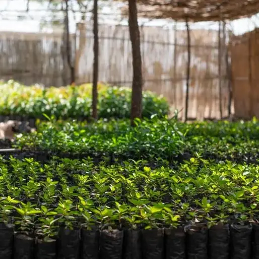 UAE-based climate platform structured its first Article 6 carbon finance transaction