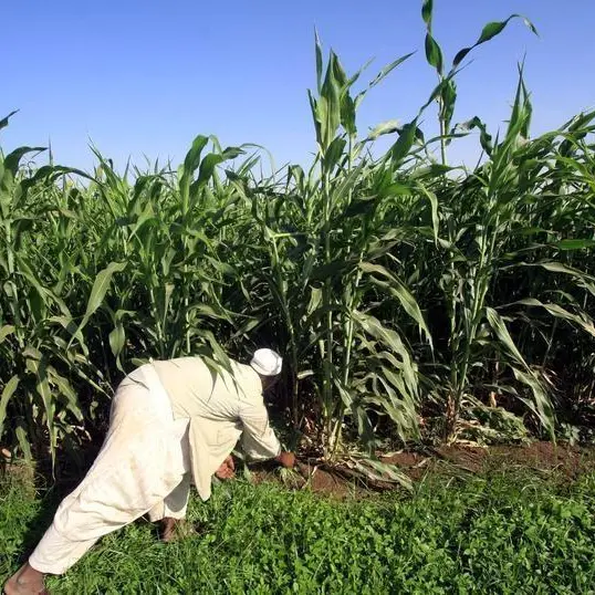 Middle East conflict deepens hunger in East Africa