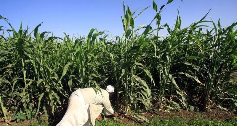 Middle East conflict deepens hunger in East Africa