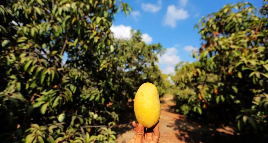 Mango mania in Dubai: Top 7 dishes featuring summer fruit from around the city